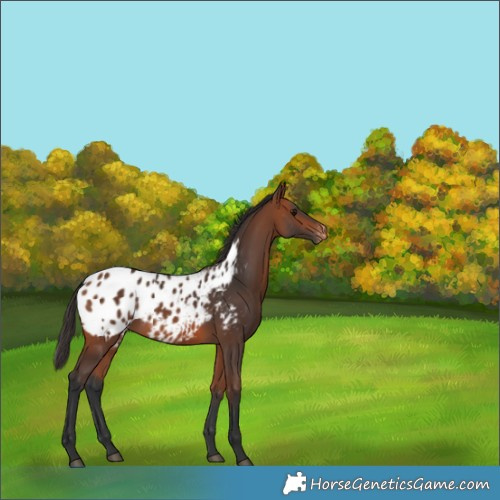 Horse Color:Bay Blanket