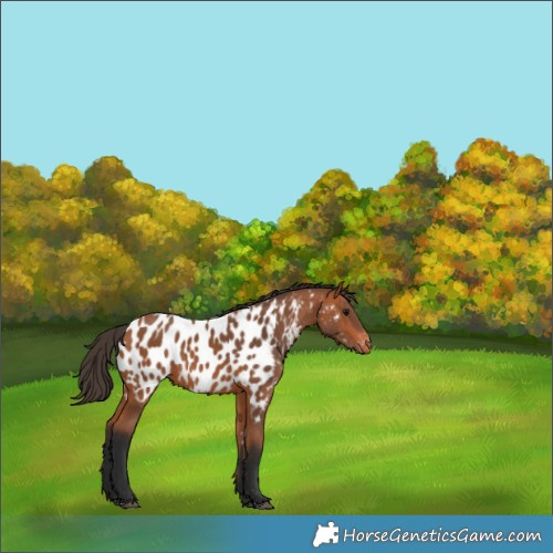 Horse Color:Bay Near Leopard 