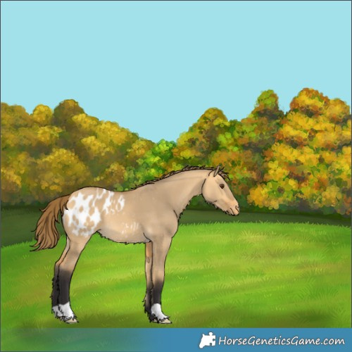 Horse Color:Buckskin Dun Blanket 