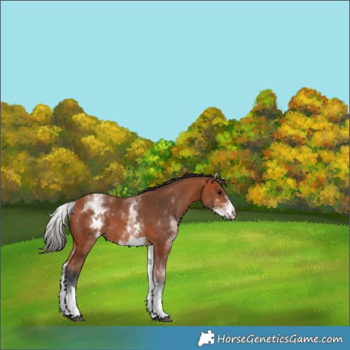 Horse Color:White Spotted Bay