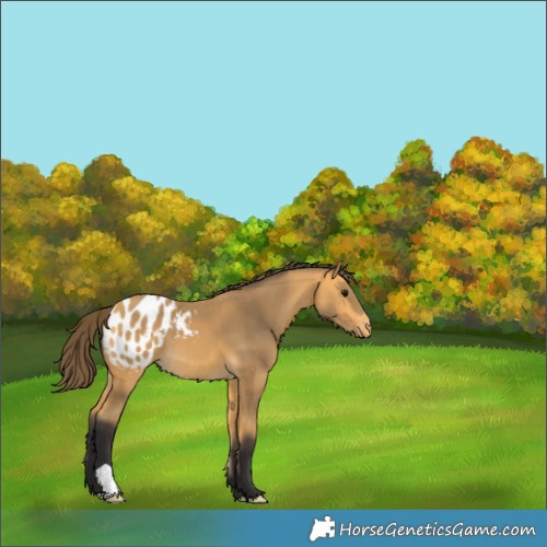 Horse Color:Buckskin Blanket 