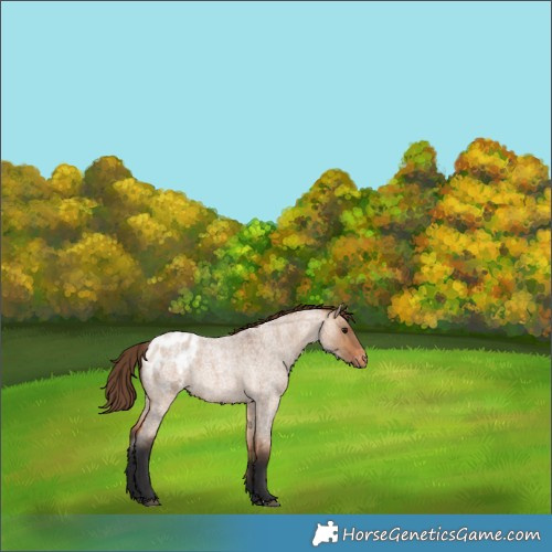 Horse Color:Bay Roan Dun Blanket 