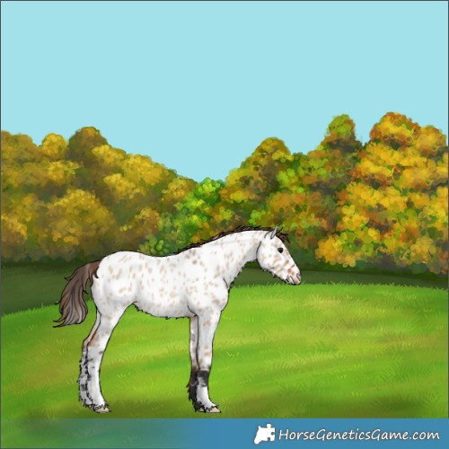 Horse Color:Bay Roan Dun Near Leopard