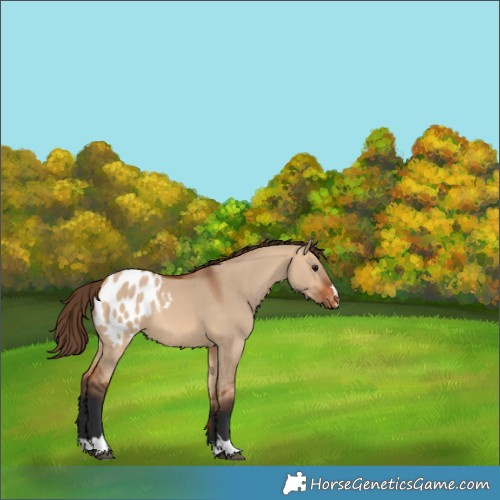 Horse Color:Bay Dun Blanket