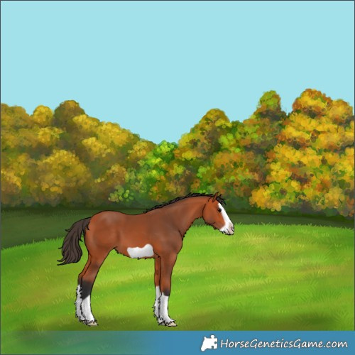 Horse Color:Bay Splash Frame 
