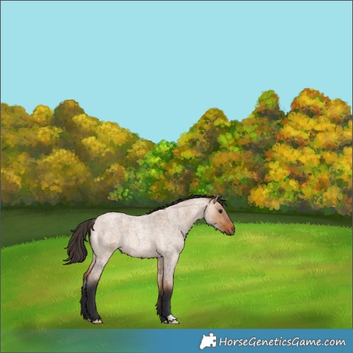 Horse Color:Bay Roan Dun