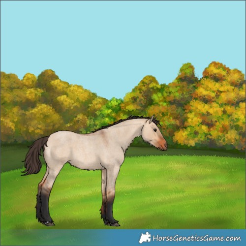 Horse Color:Bay Roan Dun