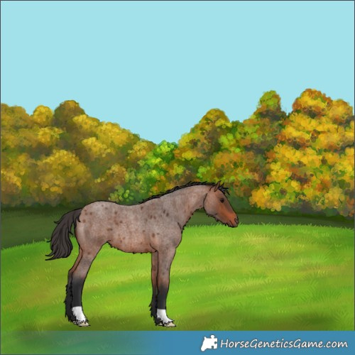 Horse Color:Bay Roan 