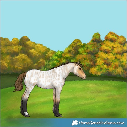 Horse Color:Buckskin Roan Near Leopard 