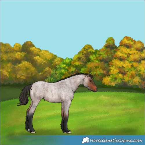 Horse Color:Bay Roan