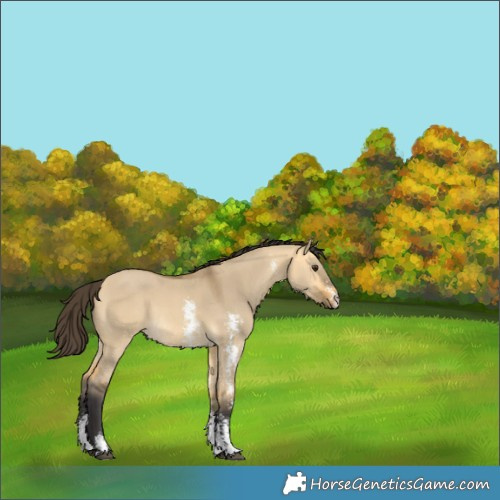 Horse Color:Buckskin Dun Sabino Rabicano