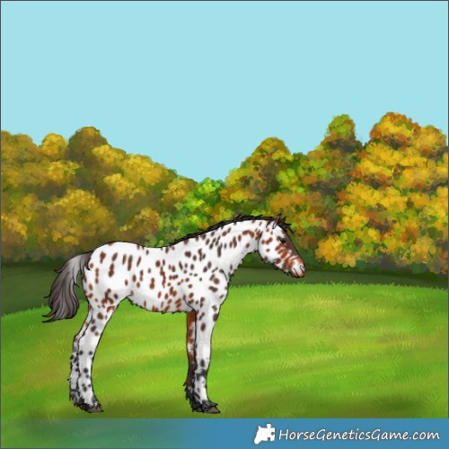 Horse Color:Bay Near Leopard