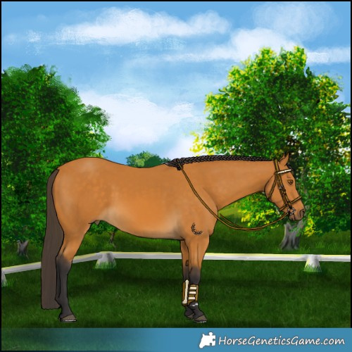 Horse Color:Buckskin 