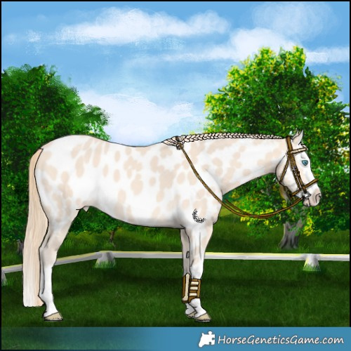 Horse Color:Perlino Splash Near Leopard 
