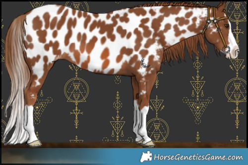 Horse Color:Chestnut Splash Near Leopard