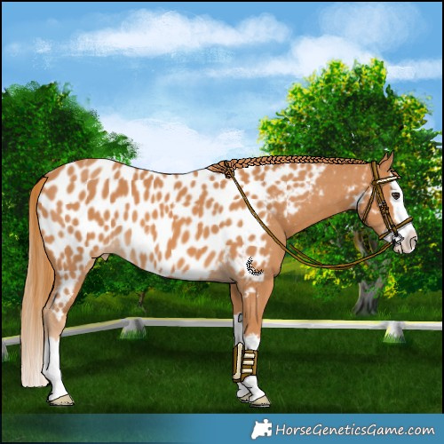 Horse Color:Chestnut Splash Near Leopard 