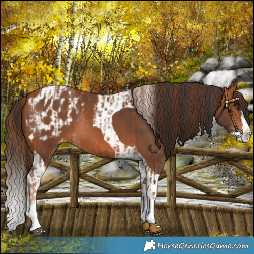 Horse Color:Chestnut Splash Rabicano and Bay Splash Tobiano Blanket Rabicano