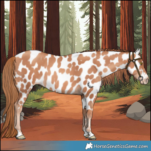 Horse Color:Gold Champagne Near Leopard 