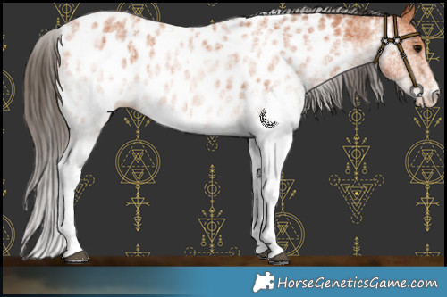 Horse Color:White Spotted Bay Near Leopard 