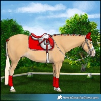 Horse Color:Gold Cream Champagne 