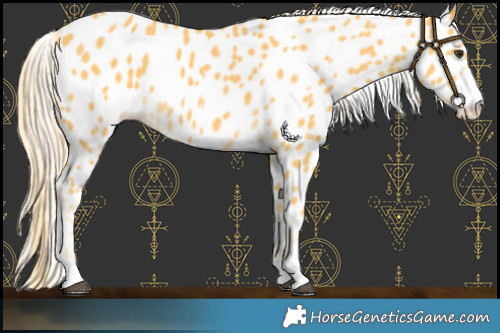 Horse Color:Palomino Near Leopard