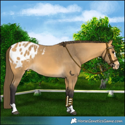Horse Color:Buckskin Blanket