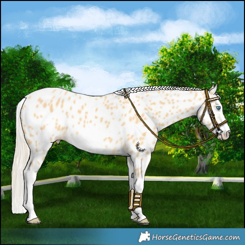 Horse Color:Palomino Splash Frame Near Leopard 