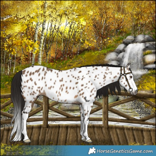 Horse Color:Gray Bay Dun Splash Near Leopard