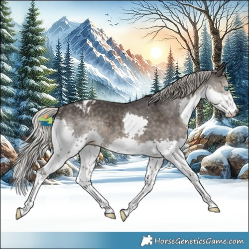 Horse Color:Silver Smoky Black Splash Appaloosa Rabicano 