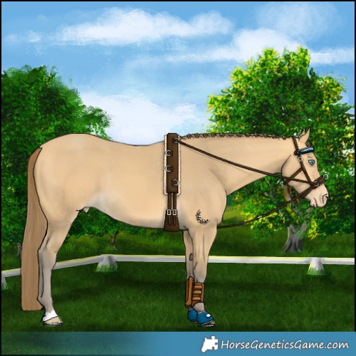 Horse Color:Amber Cream Champagne Varnish Rabicano