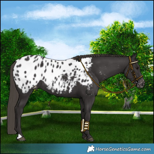 Horse Color:Smoky Black Blanket Rabicano