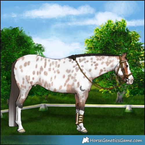 Horse Color:Bay Roan Splash Near Leopard 