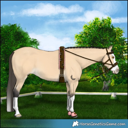 Horse Color:Buckskin Splash 