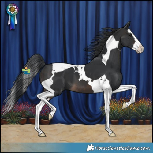 Horse Color:Brown Splash Tobiano