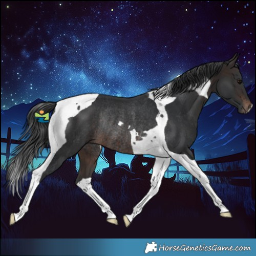 Horse Color:Brown Tobiano Rabicano 