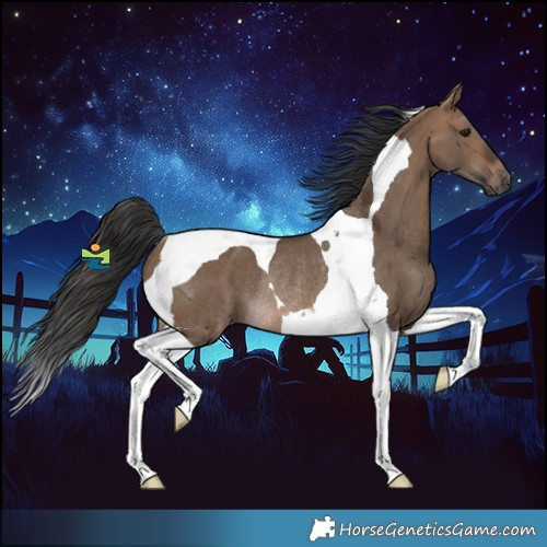 Horse Color:Brown Dun Tobiano Rabicano 