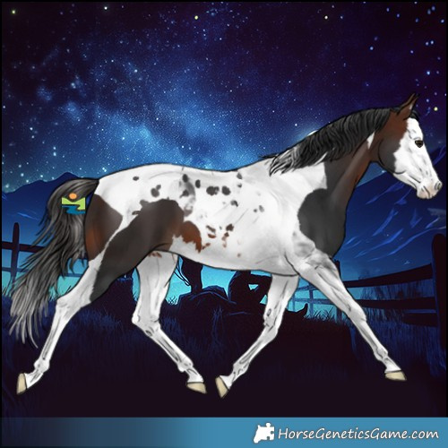 Horse Color:Brown Splash Tobiano 