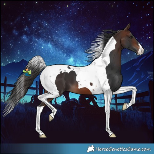 Horse Color:Brown Tobiano