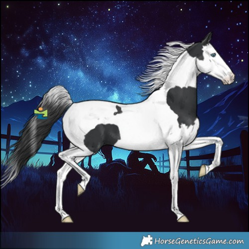 Horse Color:Black Splash Tobiano