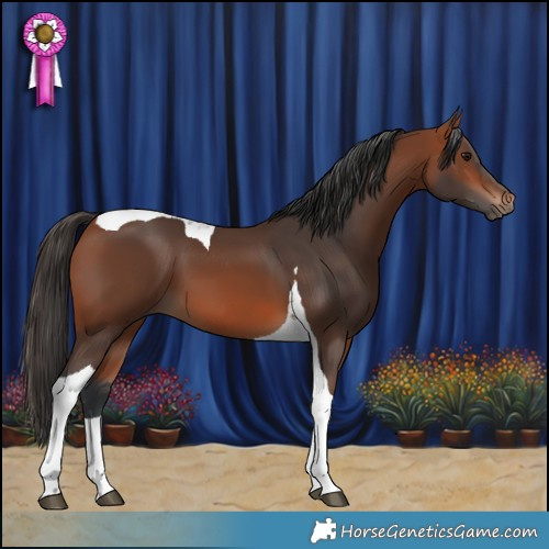 Horse Color:Bay Tobiano