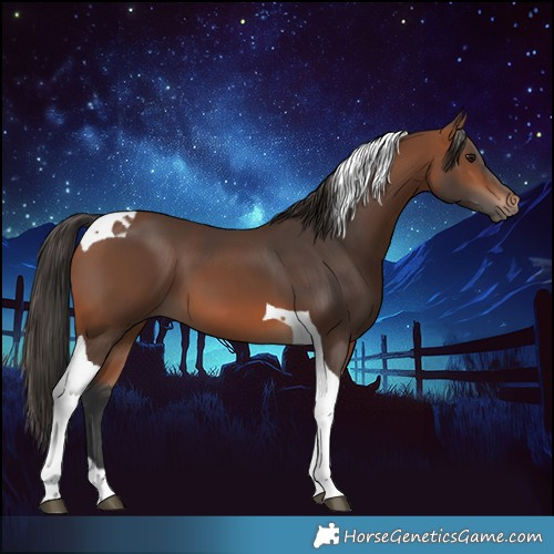 Horse Color:Bay Tobiano