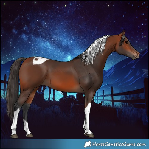 Horse Color:Bay Tobiano