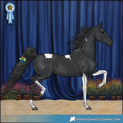 Horse Color:Black Tobiano 