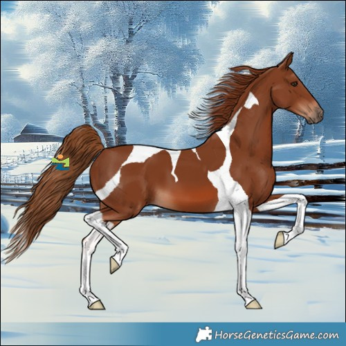 Horse Color:Chestnut Tobiano