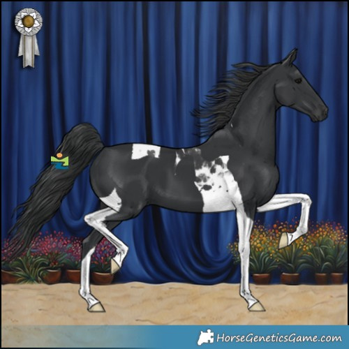 Horse Color:Black Tobiano 