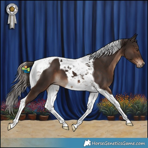 Horse Color:Liver Chestnut Tobiano