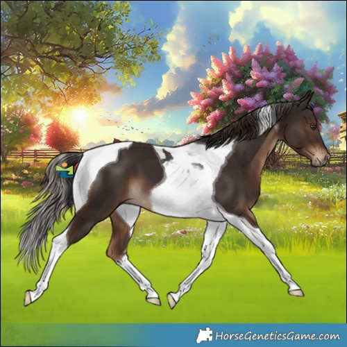 Horse Color:Liver Chestnut Tobiano