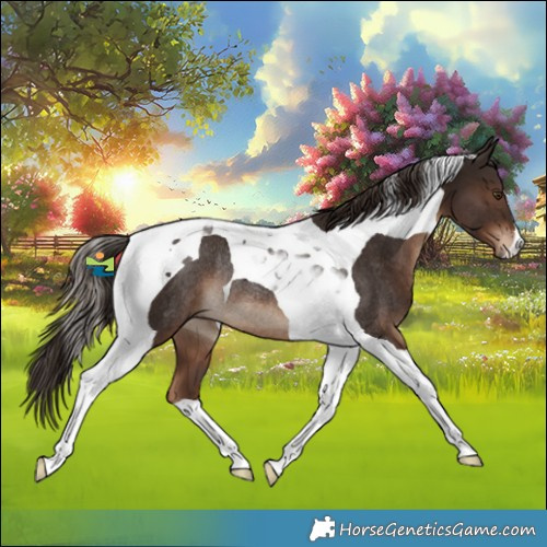 Horse Color:Liver Chestnut Tobiano Rabicano