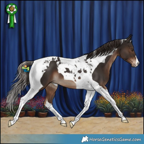 Horse Color:Liver Chestnut Tobiano