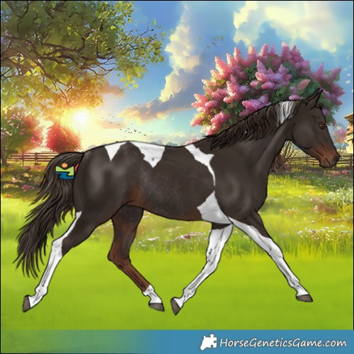 Horse Color:Liver Chestnut Tobiano Rabicano